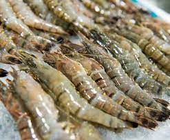 FRESH PRAWN KG